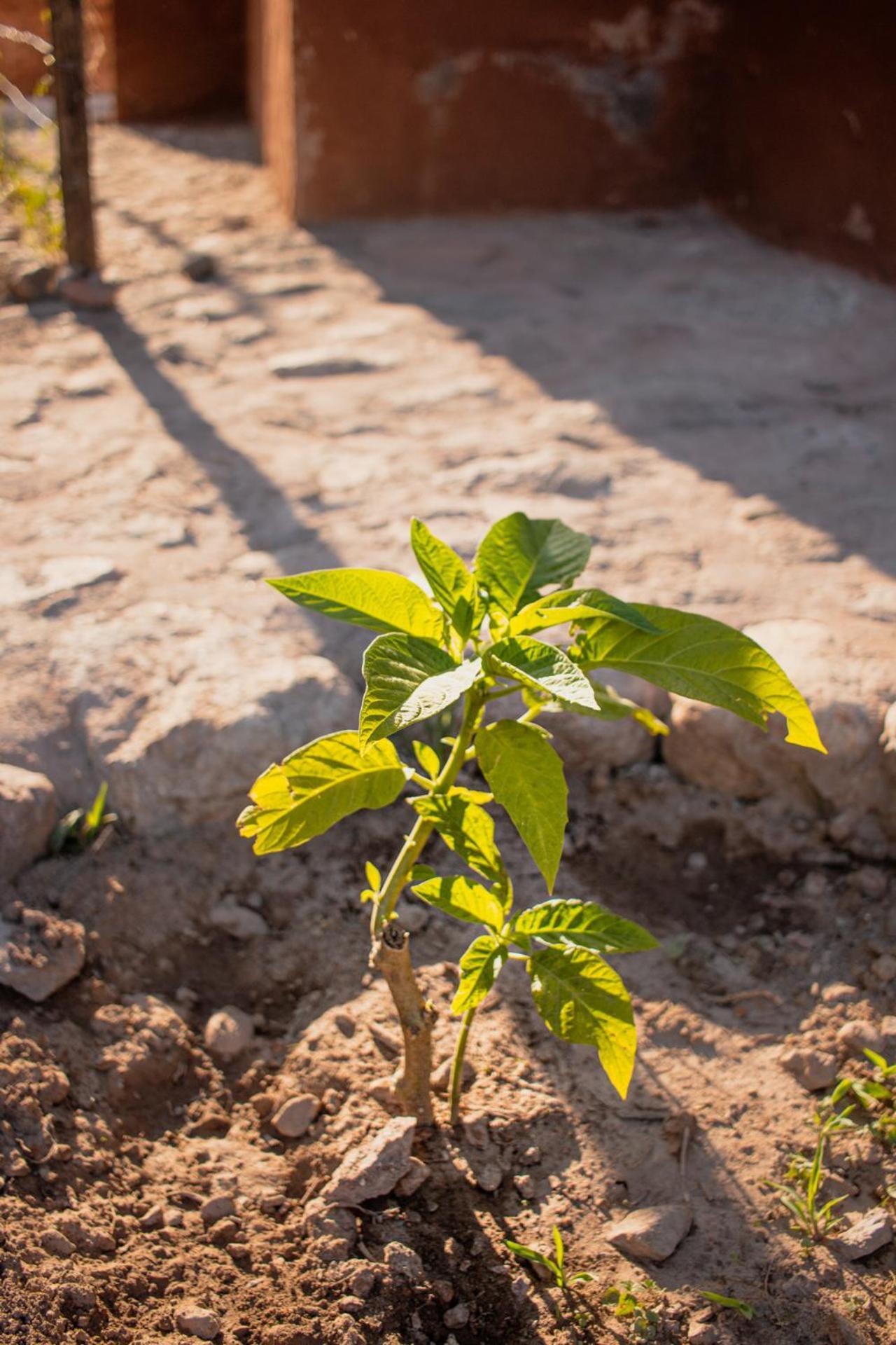 Allin Illary Eco Hospedaje Urubamba Kültér fotó