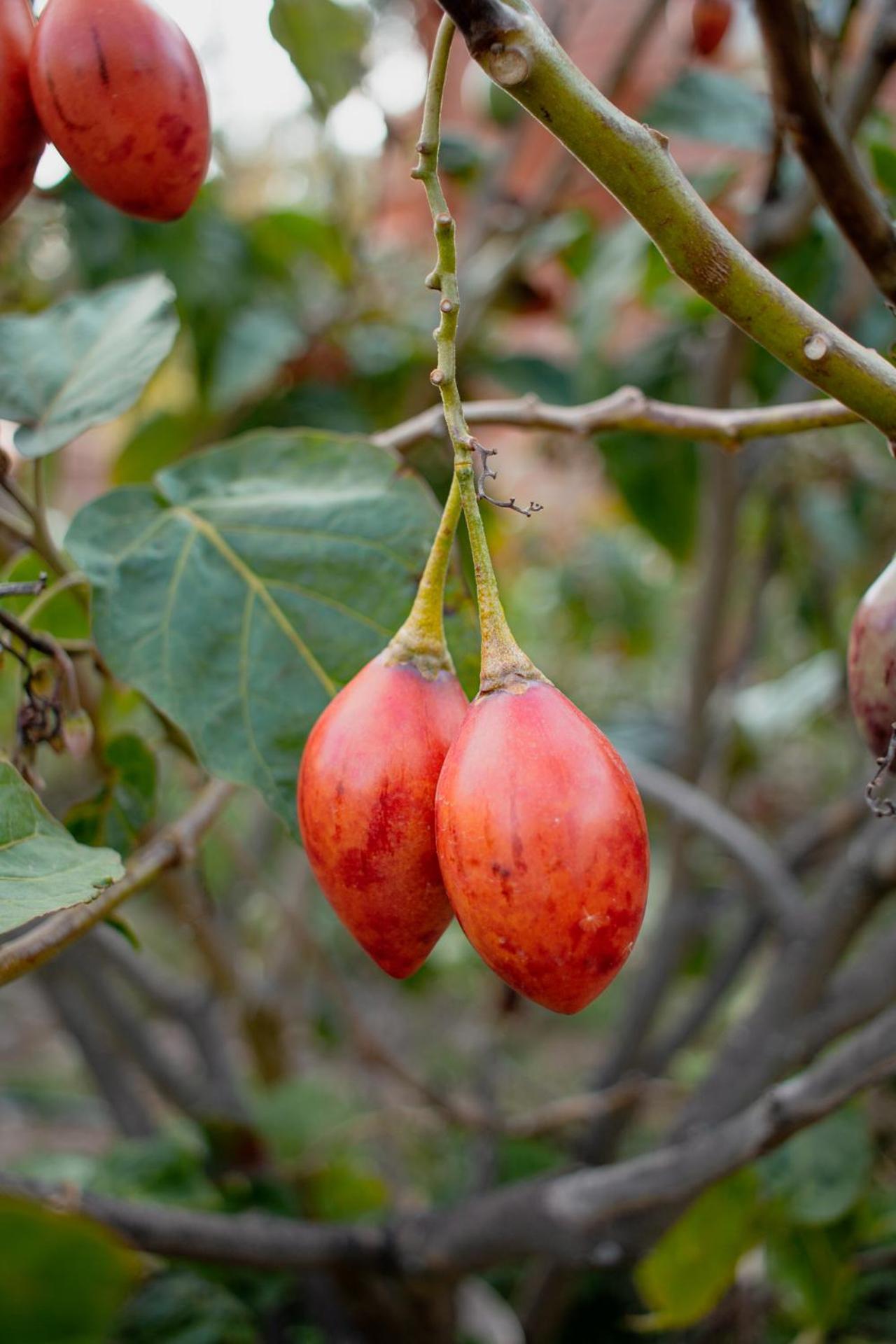 Allin Illary Eco Hospedaje Urubamba Kültér fotó