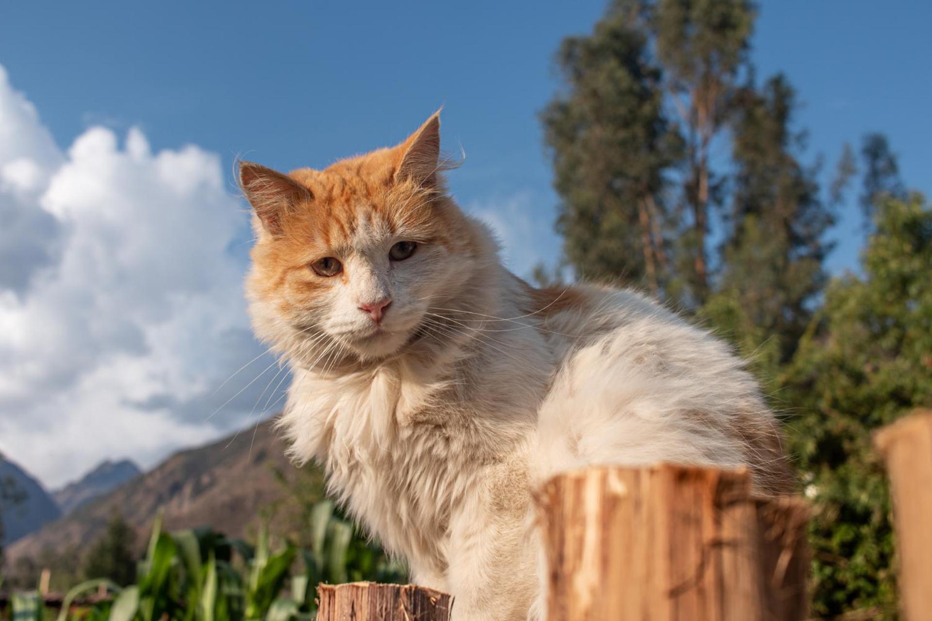 Allin Illary Eco Hospedaje Urubamba Kültér fotó